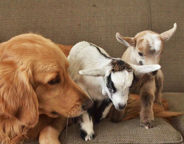 dog and goat