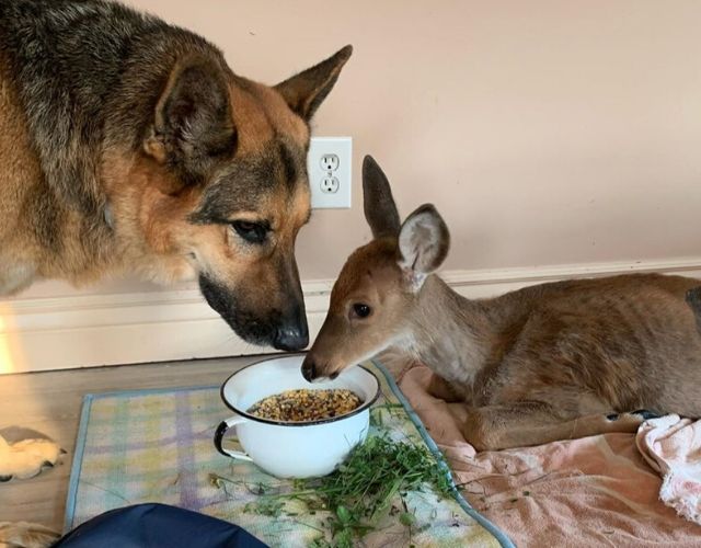 Orphaned Fawns Survive With Love Of Gentle German Shepherd