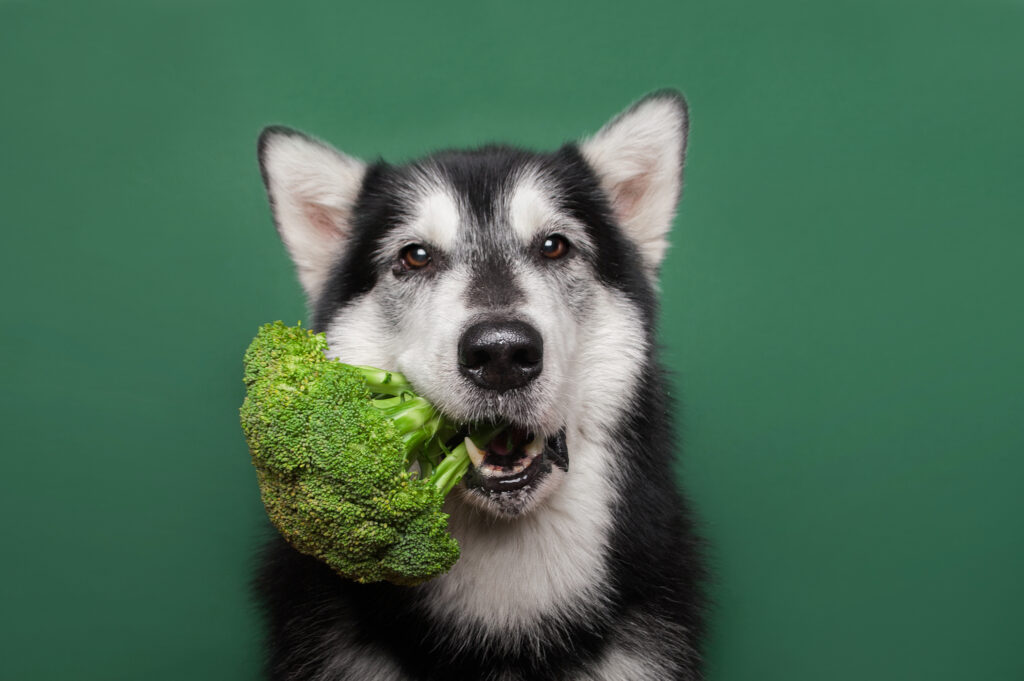 6 Foods To Add Over Your Dog's Kibble That May Prevent Cancer