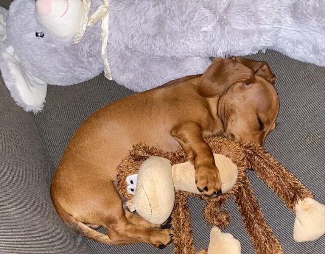 sleeping pup