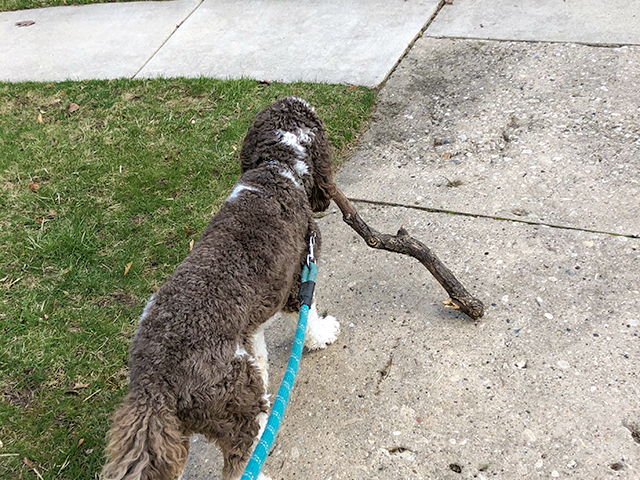 Is It Safe For My Dog To Chew Sticks?