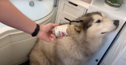 Not Even Peanut Butter Can Get This Husky In The Tub