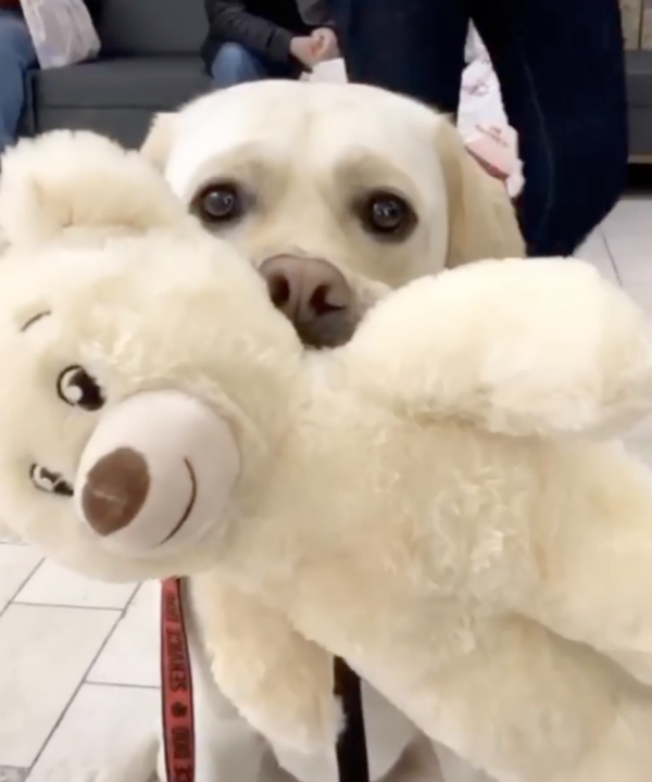 Service Dog Chooses His Own Special Build-A-Bear – My Pet Channel