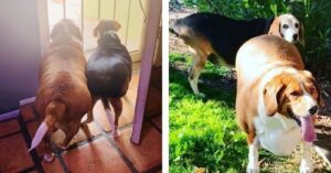 beagle obese update