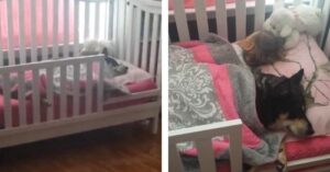 dog napping with child cover