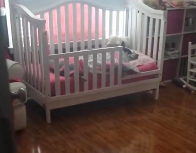 dog sleeping with child