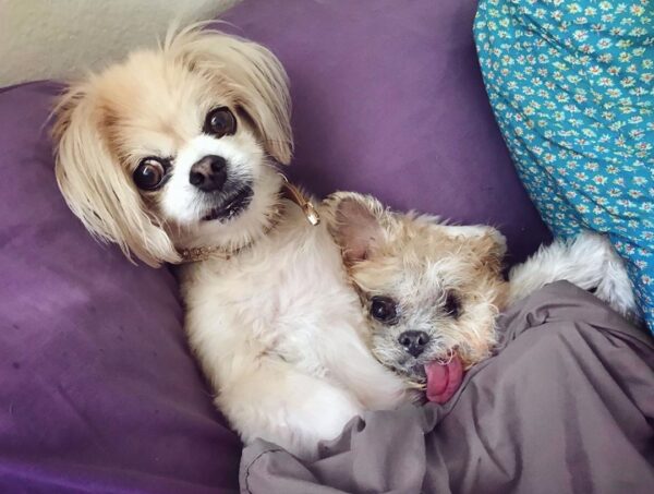 Marnie the Dog’s Social Media Will Live On Through Her Sister – My Pet ...