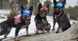 Dogs Wearing Ski Goggles