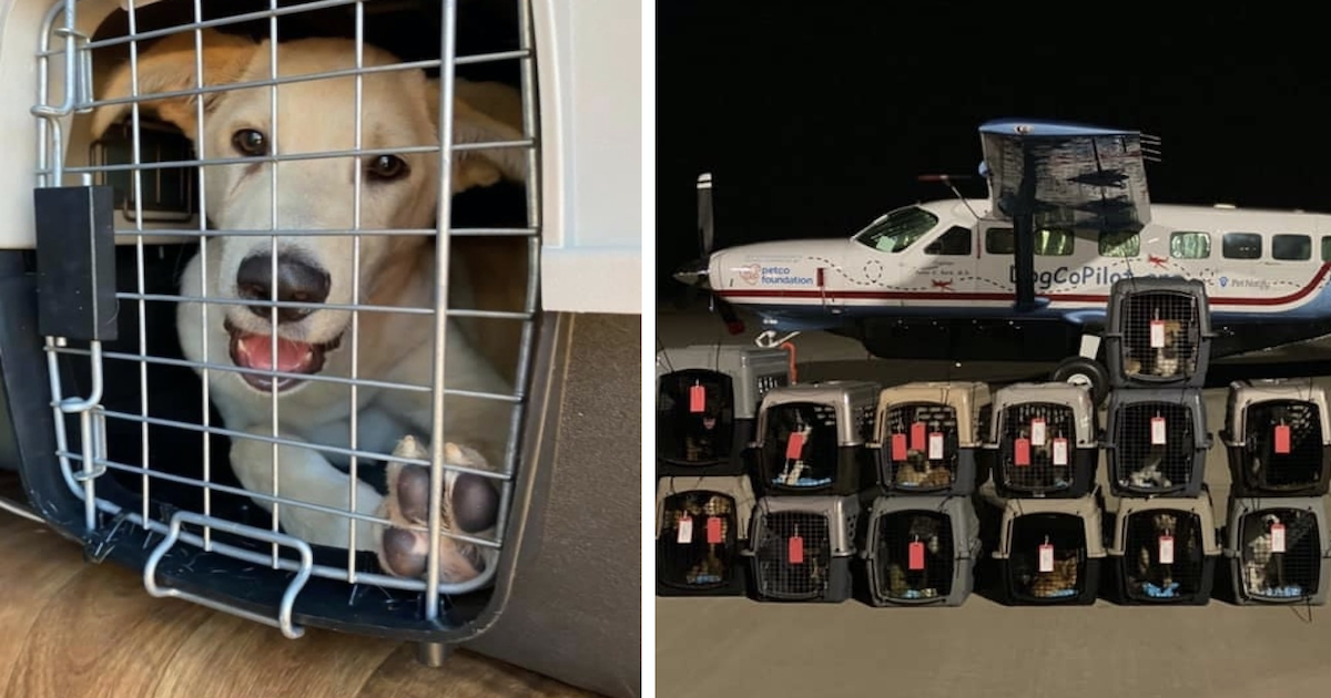 Volunteers Transport 99 Dogs To Their Forever Homes