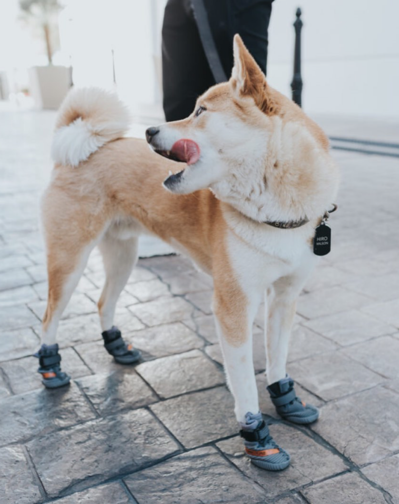 crimen inercia Soberano There Are Yeezy-Inspired Shoes For Dogs Now