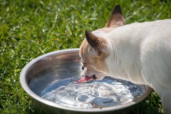 drinking water prevents heat stroke