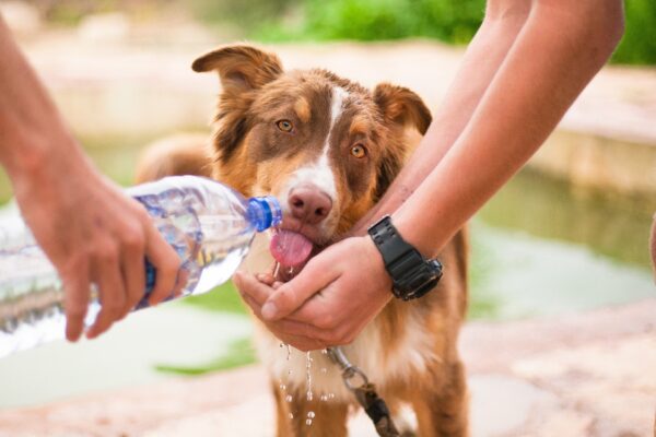 prevent heat stroke by providing water