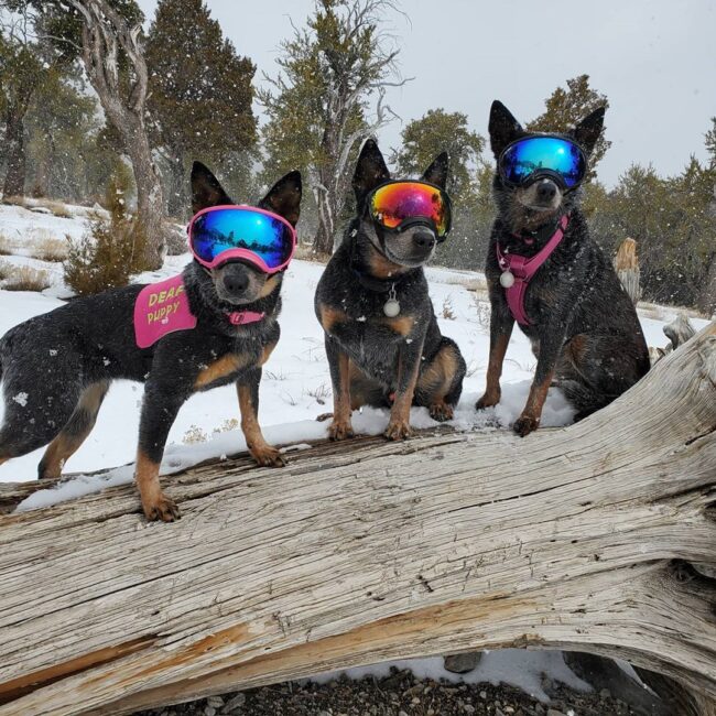 cattle dog collars