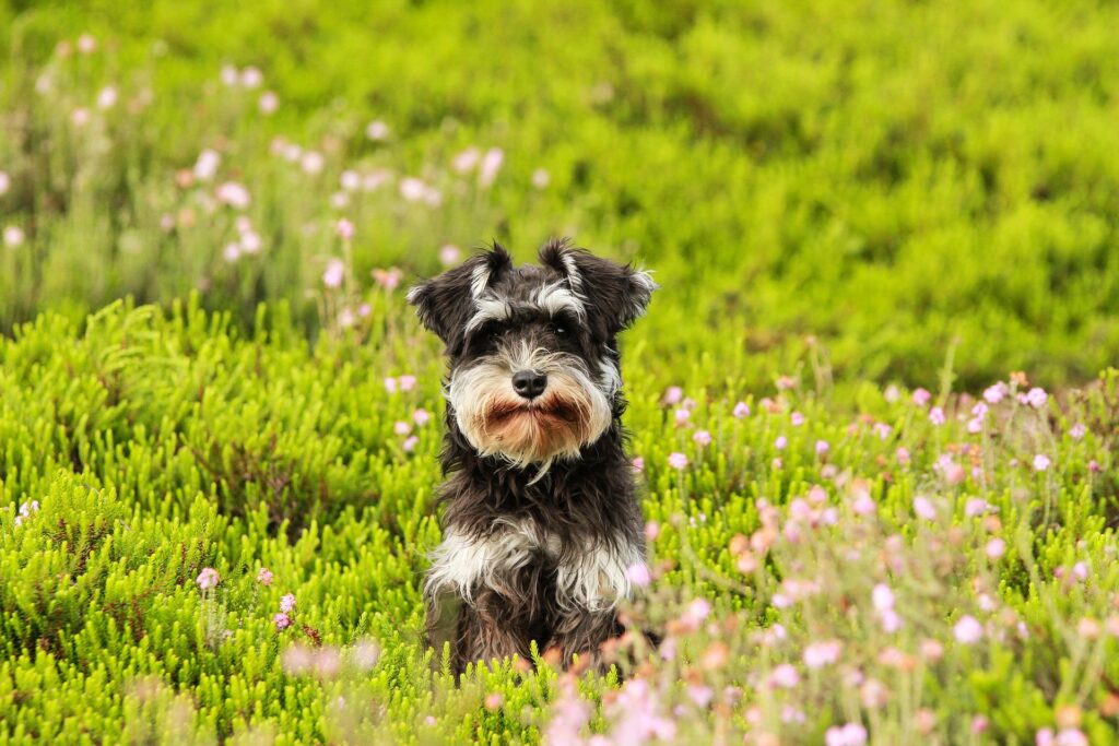 Miniature Schnauzer Outside