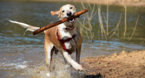 Rescue Dog Playing