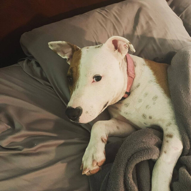 pit bull in bed