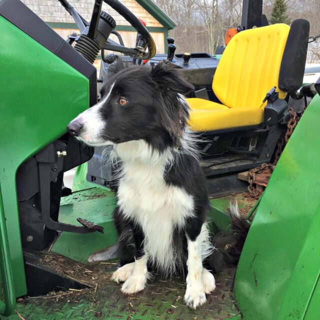 Border Collie on tractor