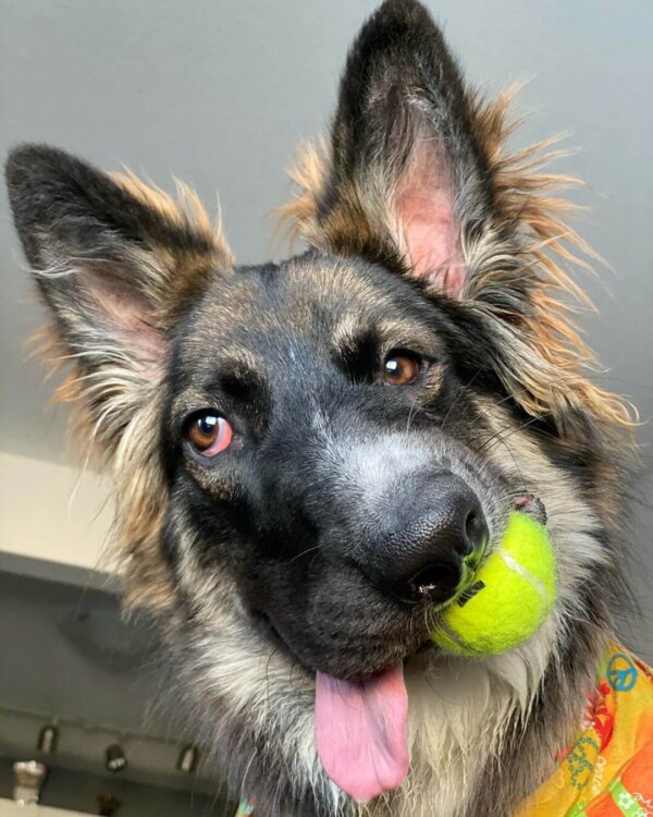 Dog Holding Tennis Ball