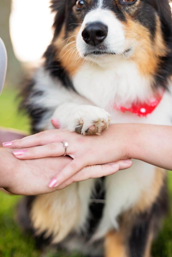 Dog Wedding Photobomb
