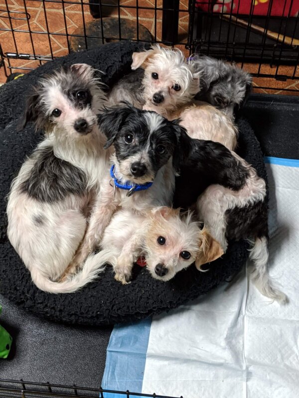 Dogs rescued from hoarders