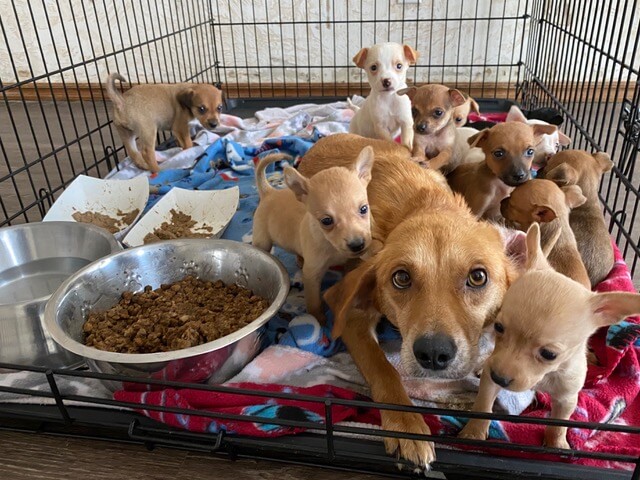 Small Dog With 11 Puppies