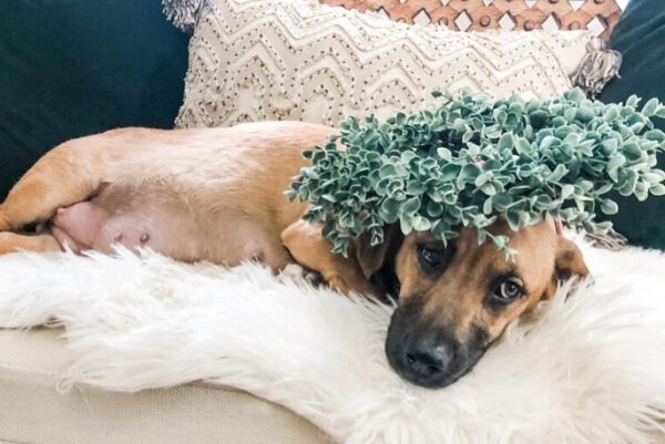 Dog Plant Maternity Photo