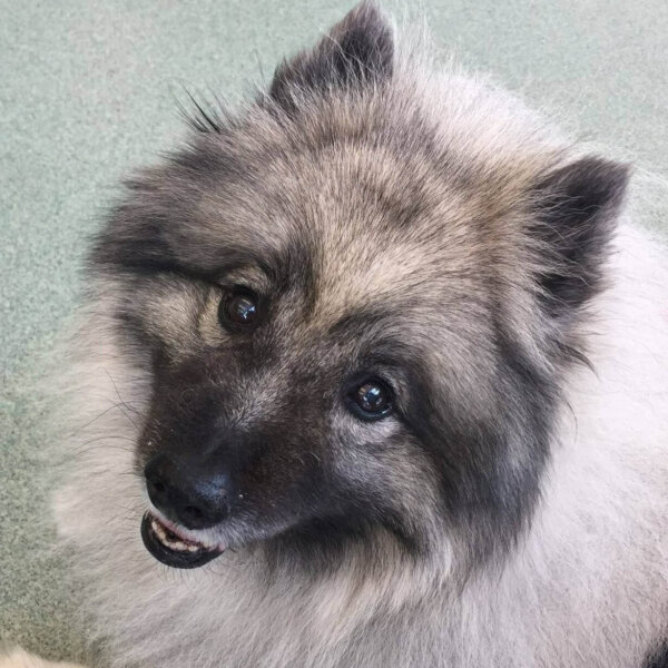 rescue Keeshond