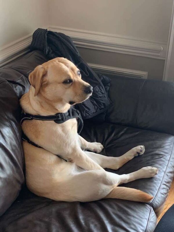 Labrador Retriever On Couch