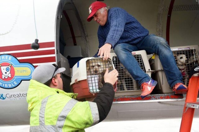 Dogs on Rescue Flight
