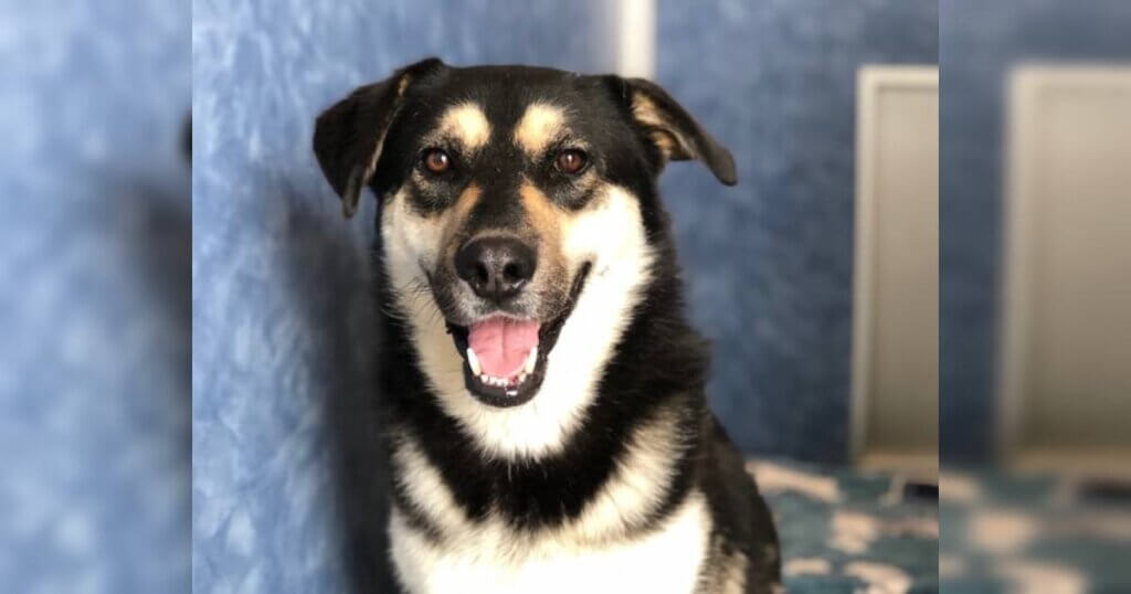 Smokie the Husky mix suffered a fate many dogs have during COVID-19. The poor pup got surrendered to a shelter by his person. He got a new job opportunity in...
