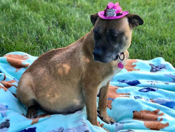 Senior Dog Maternity Photo