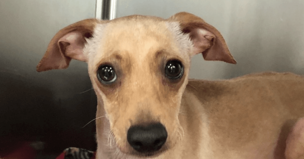 Italian Greyhound Chihuahua Mix
