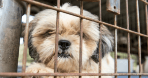 Shih Tzu in Puppy Mill