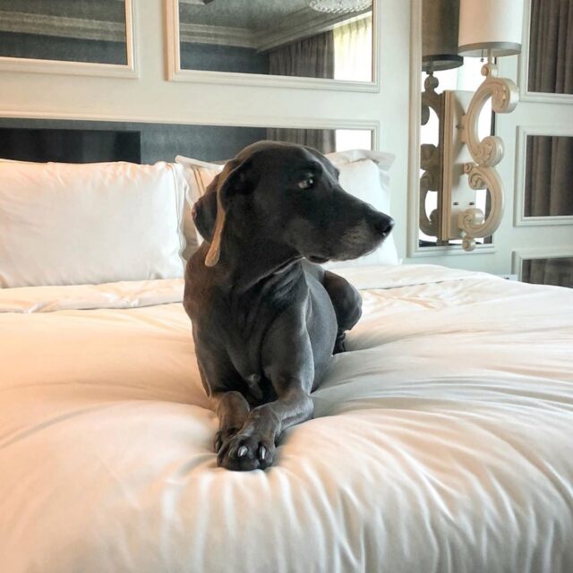 dog hotel bed