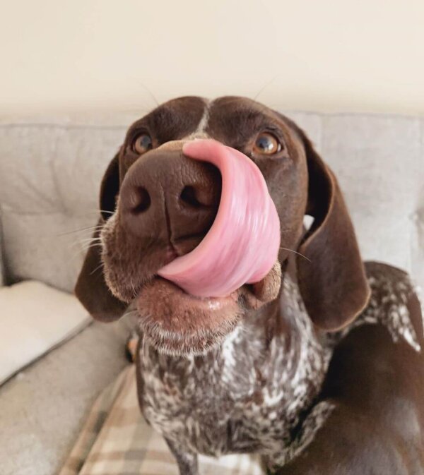 german shorthaired pointer licking lips