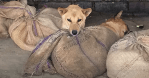 Dog Meat Trade India