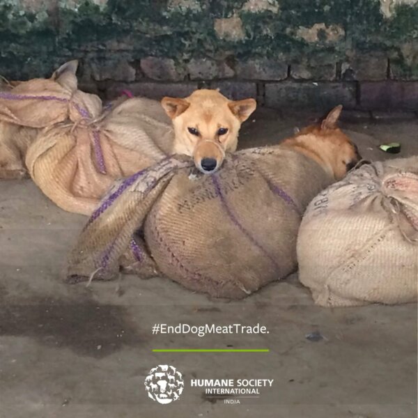 Dog Meat Trade Nagaland India