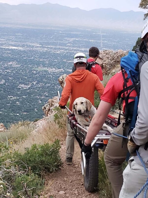 Dog Mountain Rescue