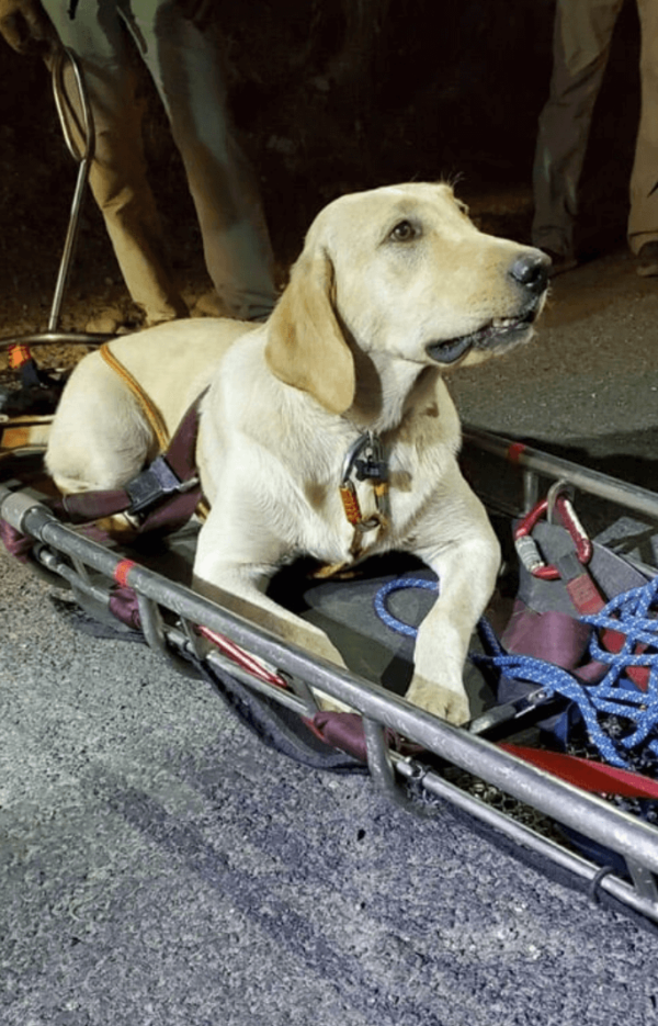 Labrador on Stretcher