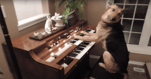 Dog Playing Piano