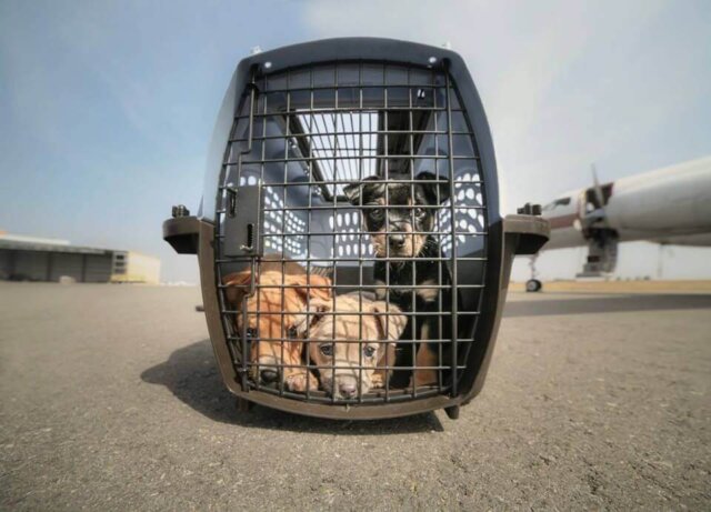 Three Puppies in Crate