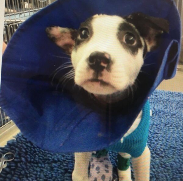 Puppy wearing cone