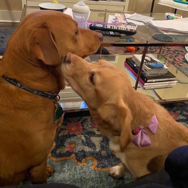 Dog kissing larger dog