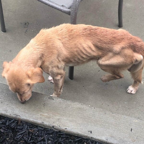 malnourished stray dog