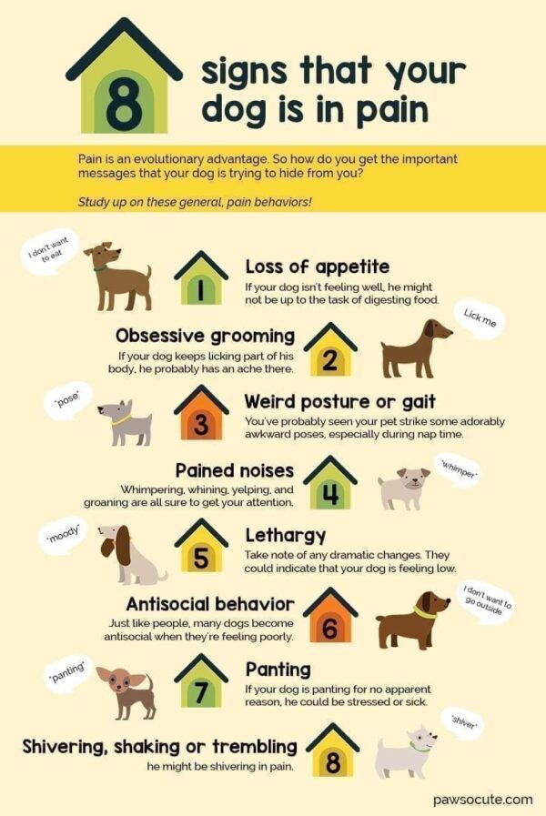 what should you not give to dogs