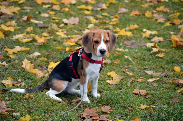 Beagle sitting outside