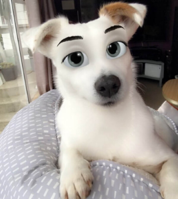 White Dog Snapchat Filter