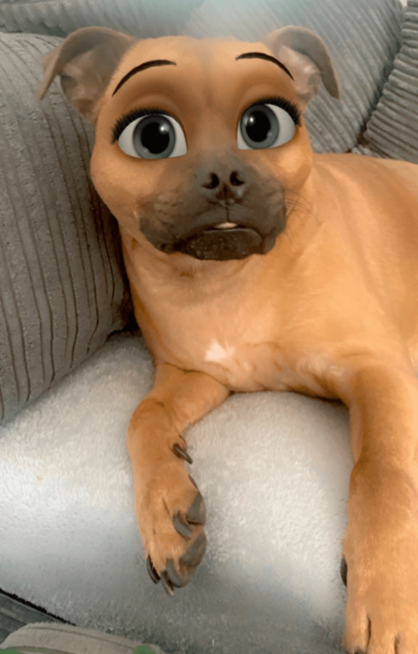 Dogs Around The World Are Ready To Star In Disney Cartoons