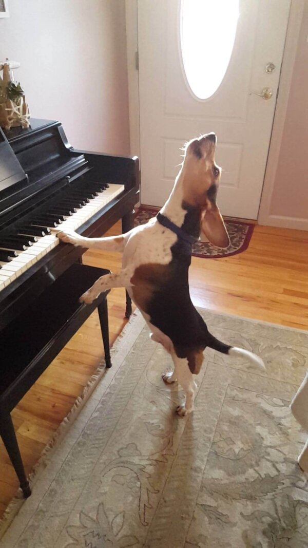 Beagle Howling at Piano