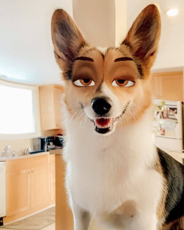 Corgi Snapchat Filter